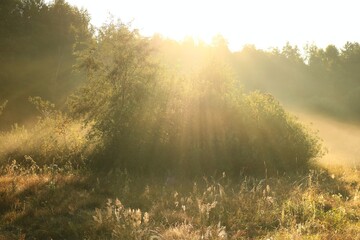 Słoneczne promienie