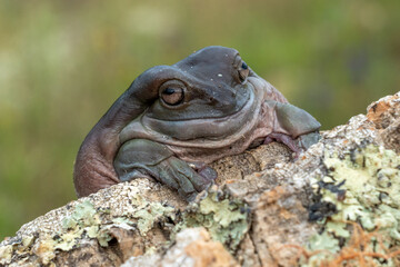 Australian green tree frog (Litoria caerulea) balancing on the branch of a paw paw tree