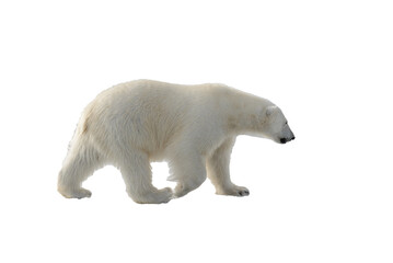 standing, environment, safe, no people, svalbard, polar bear, white background, weather, warm, collage, dangerous, ursus maritimus, wild animal, isolated on white, warming, white-background, power, hu