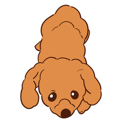 寝っ転がってどこか不服そうな我が家の愛犬ショコラ