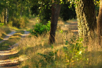 Leśna droga