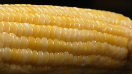 A close up view of fresh corn reveals a golden yellow kernel with against a black background. This plump and nutrient-rich gem boasts a glossy sheen, hinting at its sweet and buttery. Comestible.