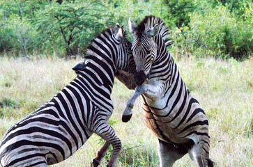Zebras play in the nature reserve in the Kruger National Park in South Africa