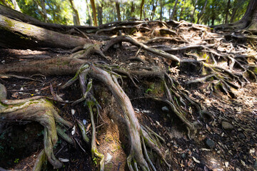 Detailed texture of the strong roots with green moss of an ancient tree in a forest