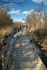 Boardwalk through serene wetland landscape
