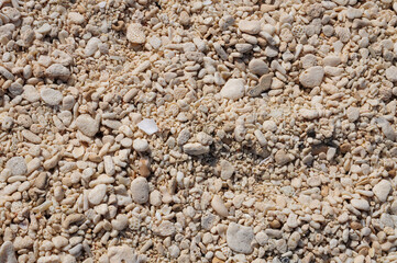 Textured Beach Surface with Pebbles and Shells Close-up