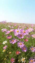 Obraz premium Vibrant cosmos flowers blooming in a vast field under a clear sky, vibrant, rural