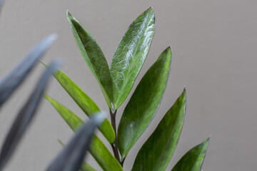 Close up of green leaves on a blurred background, Zamioculcas Zamiifolia Black, House plant - Zamioculcas Zamiifolia Black ZZ Plant Rare Aroid Air Purifier