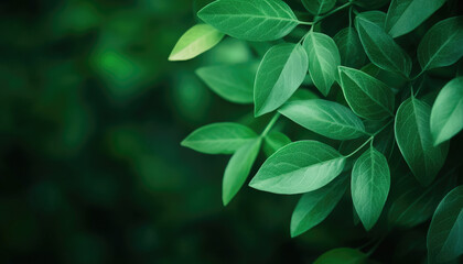 Obraz premium Green leaves with varying shapes against a blurred background.