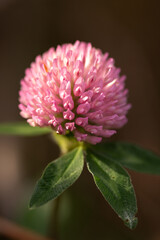 autumn leaves on the ground