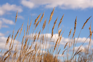 Fototapeta premium autumn leaves on the ground