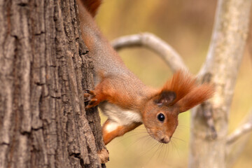 squirrel on a tree