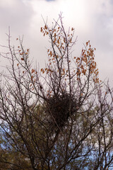 tree in the sky