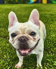 Fototapeta premium French Bulldog on Green Grass
