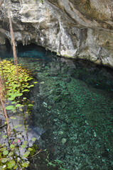 Cenote with turquoise waters and lush foliage in Coba, Quintana Roo, Mexico