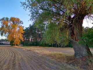 Wierzba