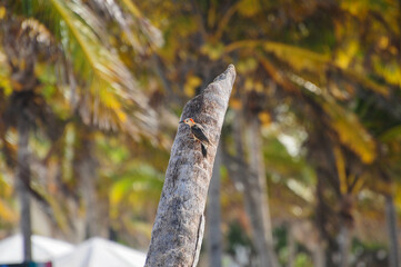 Tropical bird perched on branch with lush palm tree backdrop