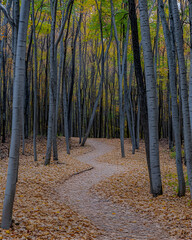 Winding path through a forest with fallen leaves.