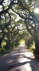 Fototapeta premium A winding road through a canopy of trees with sunlight streaming through the branches.