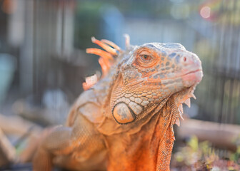 Red Morph Green Iguana