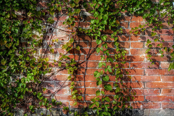 Autumn leaves (Parthenocíssus quinquefolia known as Virginia creeper, Victoria creeper, five-leaved ivy ) on the brick wall.