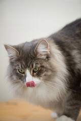 Porträt einer einer Norwegischen Waldkatze  