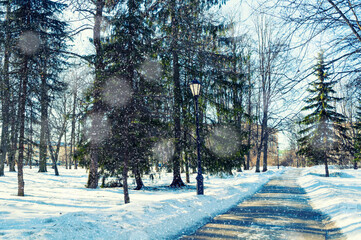 Winter landscape, winter park alley with snowfall in sunny weather. Snowy winter park scene with light snowfall