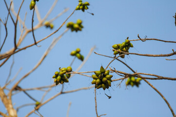 Green fruit clusters on barren branches with a blue sky backdrop