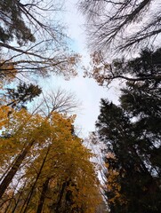 Looking up in the forest