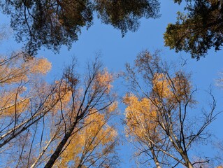 Looking up in the forest
