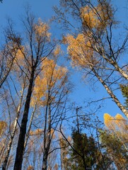 trees in autumn