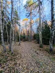 autumn in the woods