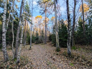 forest in autumn