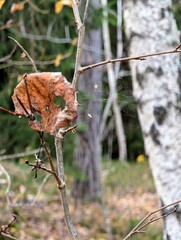 Lonely leaf in autumn