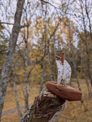 Wooden boat in the forest