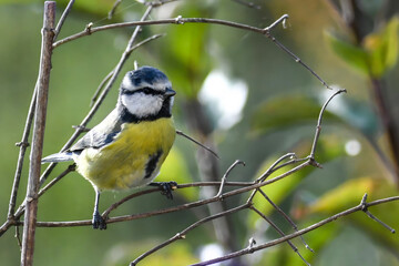Fototapeta premium Una cinciallegra appollaiata sul ramo di un cespuglio si guarda intorno con curiosità.