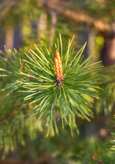 Evergreen cedar branch with small cone and green needle in early spring