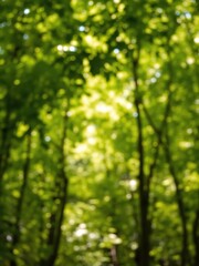 Obraz premium Blurred background of lush green forest with soft sunlight filtering through the leaves, blurred