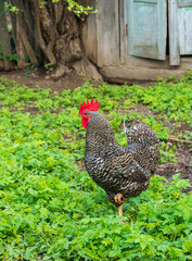 Gray multi-colored hen walks in the yard of a bird farm outdoors in summer