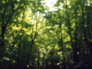 Obraz premium Blurred background of lush green forest with sunlight filtering through trees, artistic