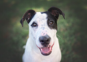 Black and White Pitbull Cattle Dog Mix Puppy