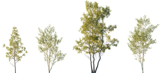 Populus alba and Alnus cordata (Italian alder) frontal set trees isolated png in sunset lighting on a transparent background premium cutout