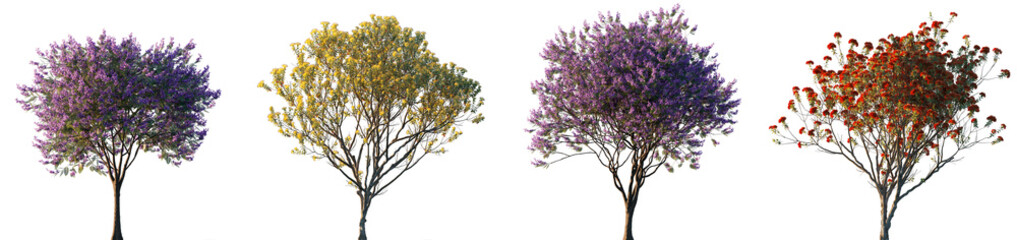 Jacaranda mimosifolia and Metrosideros excelsa Pohutukawa trees frontal isolated png on a...