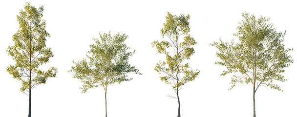 Populus alba and Alnus cordata (Italian alder) frontal set trees isolated png in sunset lighting on...