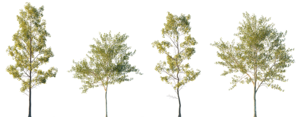 Populus alba and Alnus cordata (Italian alder) frontal set trees isolated png in sunset lighting on a transparent background premium cutout