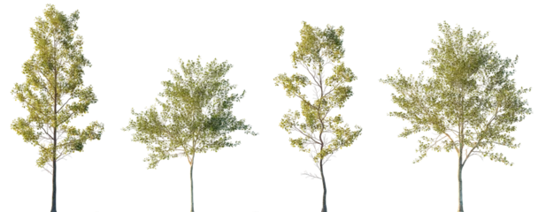Fototapete Rund Bäume Populus alba and Alnus cordata (Italian alder) frontal set trees isolated png in sunset lighting on a transparent background premium cutout  © Roman