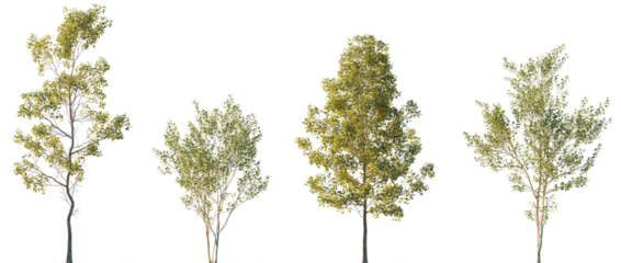 Populus alba and Alnus cordata (Italian alder) frontal set trees isolated png in sunset lighting on a transparent background premium cutout