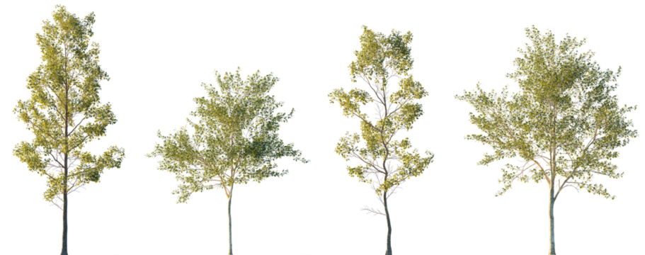 Populus alba and Alnus cordata (Italian alder) frontal set trees isolated png in sunset lighting on a transparent background premium cutout