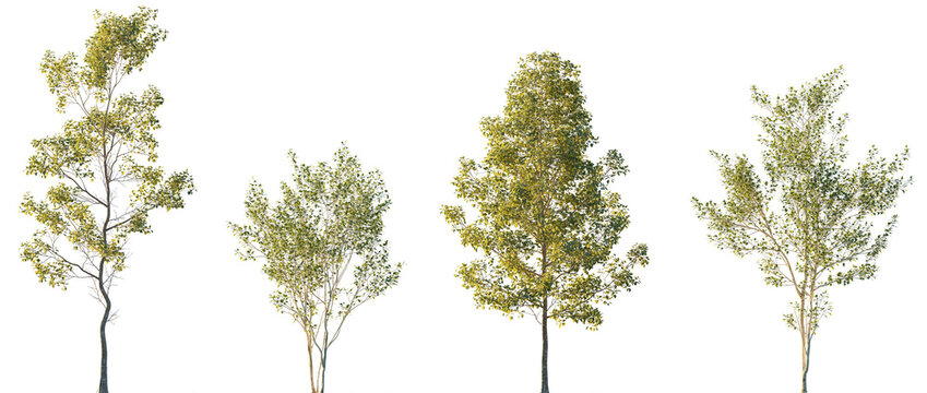 Populus alba and Alnus cordata (Italian alder) frontal set trees isolated png in sunset lighting on a transparent background premium cutout