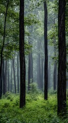 Obraz premium A dense forest with tall trees, a green carpet of grass under the canopy, and mist rising from between them